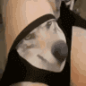 Wolf Wif Ballz