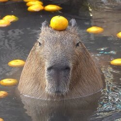 capybara 로고