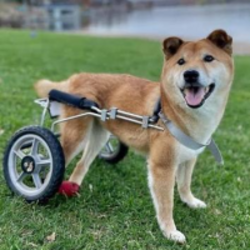 Logo de Wheelchair Pup