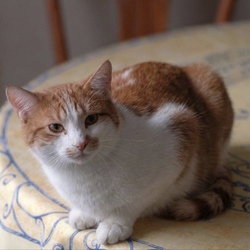 Logo Tibanne Thecat