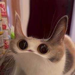MEEP CAT 圖標