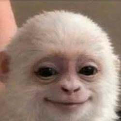 Albert the Monkey 圖標