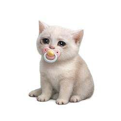 Baby Cash Cat סֵמֶל