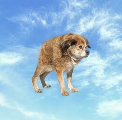 Tilly
