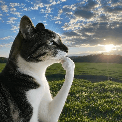 لوگو Thinking Cat
