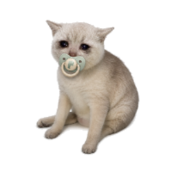 Baby Cash Cat