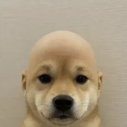 wifout