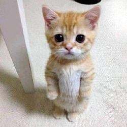Логотип El Gato