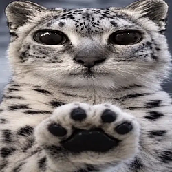paws at you